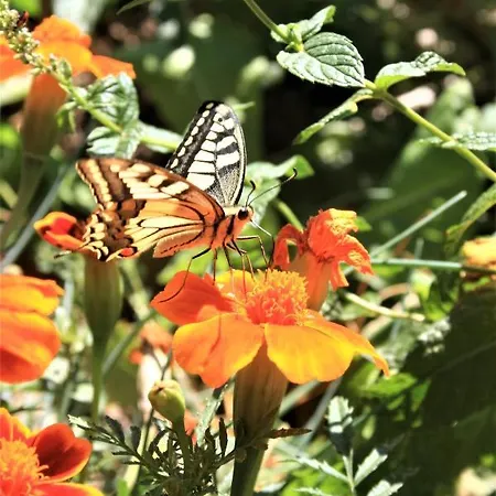 B&B Timo E Rosmarino Ponte Nizza