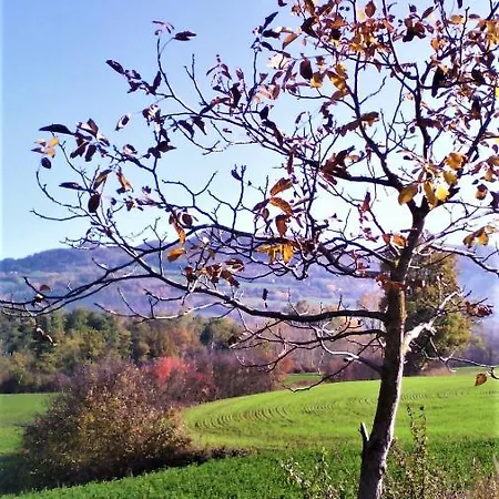 Timo E Rosmarino